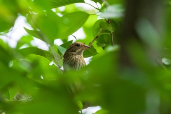 2021年5月2日(日) 秋ヶ瀬公園の野鳥観察記録
