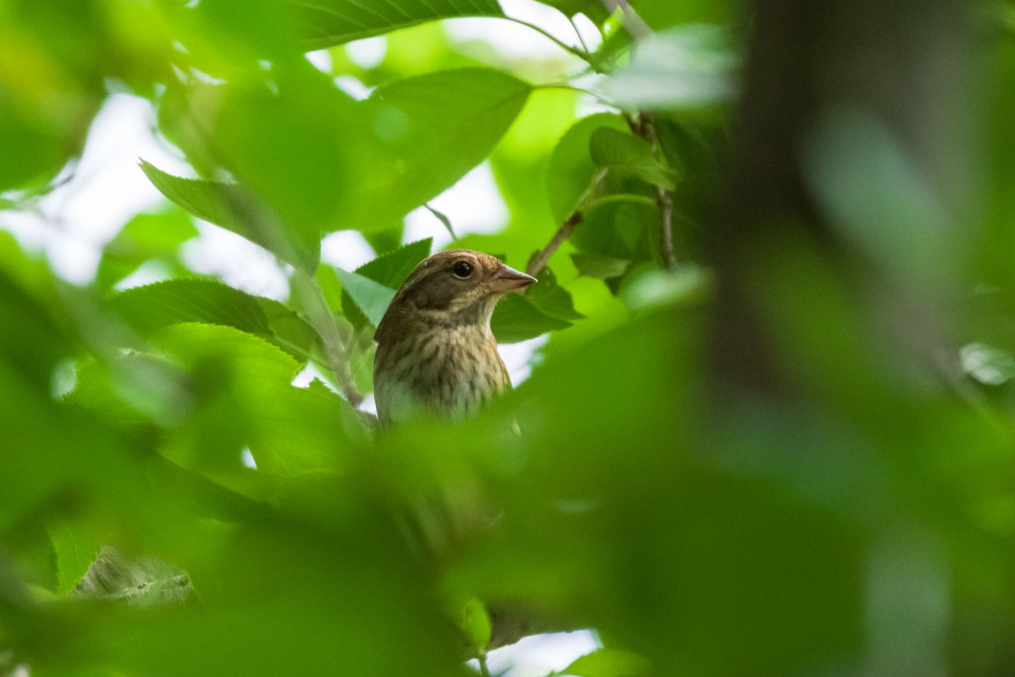 秋ヶ瀬公園 アオジの写真 by Marco Birds