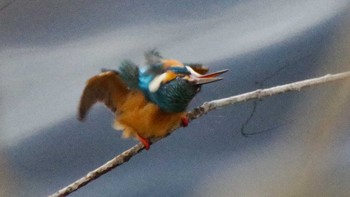 カワセミ 西岡公園(西岡水源地) 2021年5月4日(火)