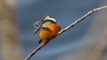 Tue, 5/4/2021 Birding report at Nishioka Park