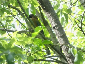 カケス 北本自然観察公園 2021年5月4日(火)