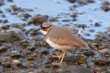 Long-billed Plover