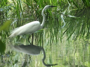 ダイサギ 北本自然観察公園 2021年5月4日(火)