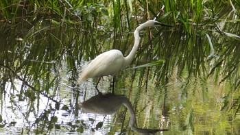 Great Egret(modesta)  Kitamoto Nature Observation Park Tue, 5/4/2021