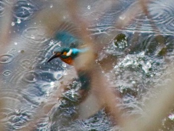 Common Kingfisher Nishioka Park Tue, 5/4/2021