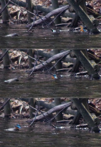 Common Kingfisher Nishioka Park Tue, 5/4/2021