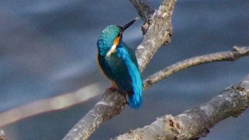 Common Kingfisher Nishioka Park Tue, 5/4/2021
