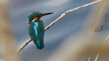 Common Kingfisher Nishioka Park Tue, 5/4/2021