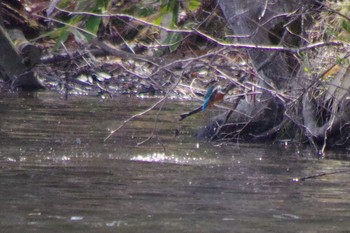 Common Kingfisher Nishioka Park Tue, 5/4/2021