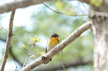 2021年5月2日(日) 山中湖の野鳥観察記録