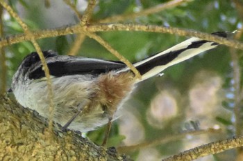 2021年5月3日(月) 寸又峡の野鳥観察記録