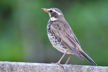 Dusky Thrush 足利市 Mon, 5/3/2021