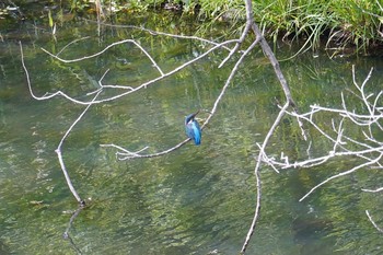 カワセミ 座間谷戸山公園 2021年5月4日(火)