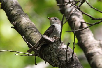 Asian Brown Flycatcher 福島県 Tue, 5/4/2021