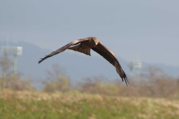 2021年5月1日(土) 北海道空知の野鳥観察記録