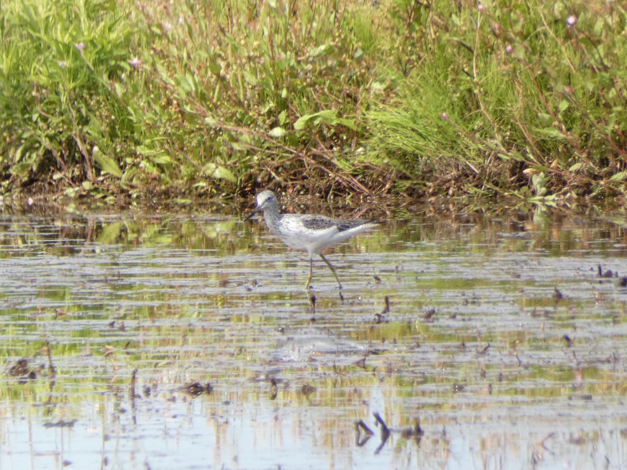 Common Greenshank