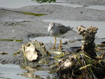 Tue, 5/4/2021 Birding report at Yatsu-higata