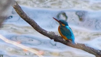 Common Kingfisher Nishioka Park Tue, 5/4/2021