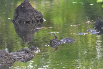 2021年5月4日(火) 長浜公園の野鳥観察記録