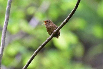 ミソサザイ 梅が島温泉 2015年5月5日(火)