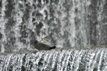 キセキレイ 梅が島温泉 2015年5月5日(火)