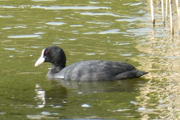 オオバン 葛西臨海公園 2021年5月4日(火)