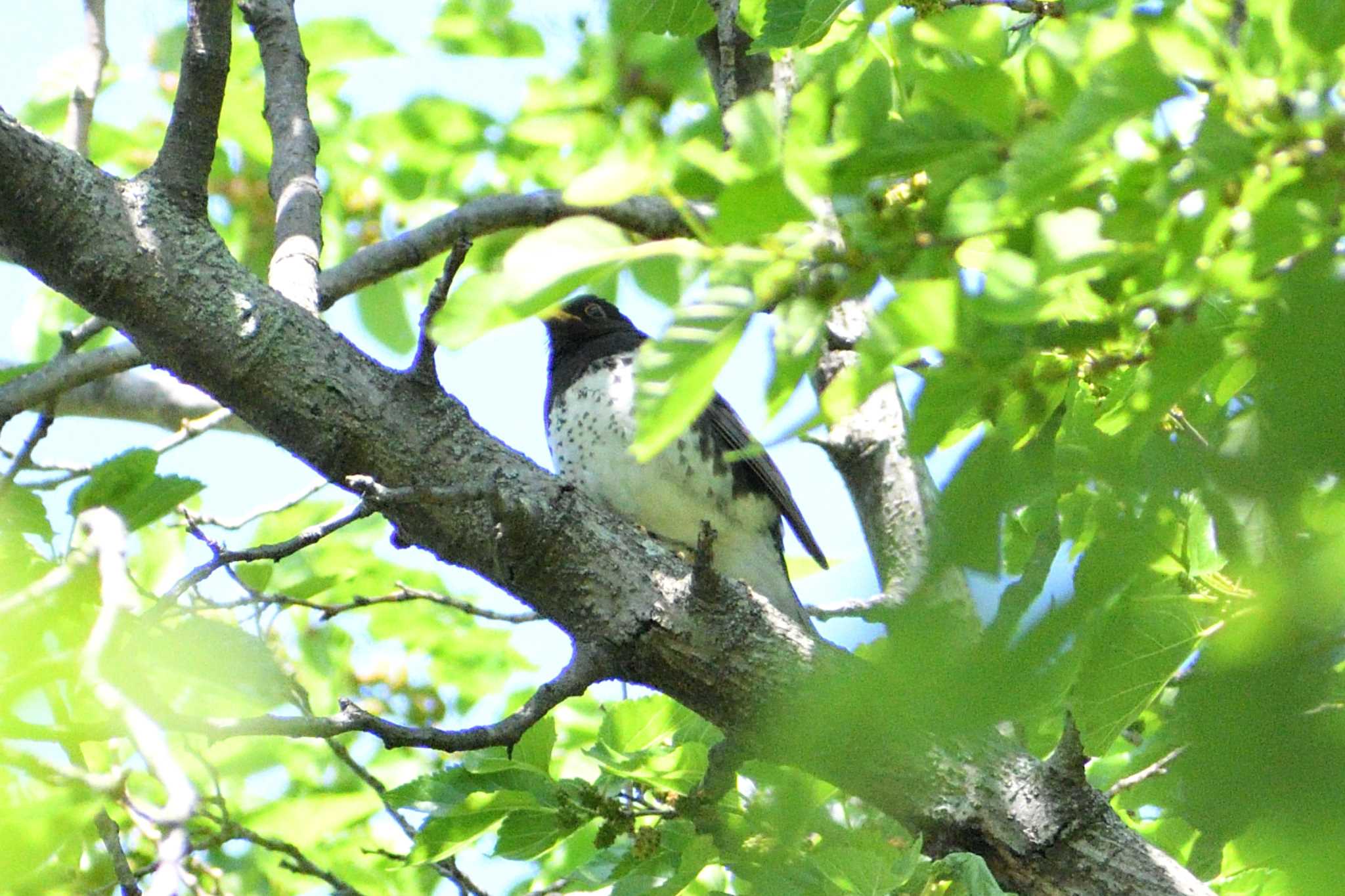 Photo of Japanese Thrush at 庄内緑地公園 by よつくん