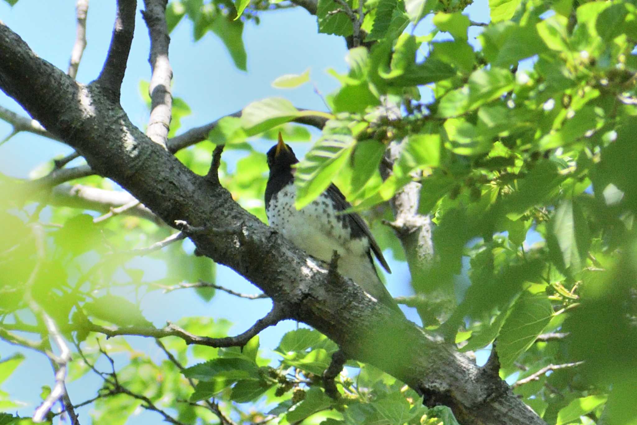 Japanese Thrush