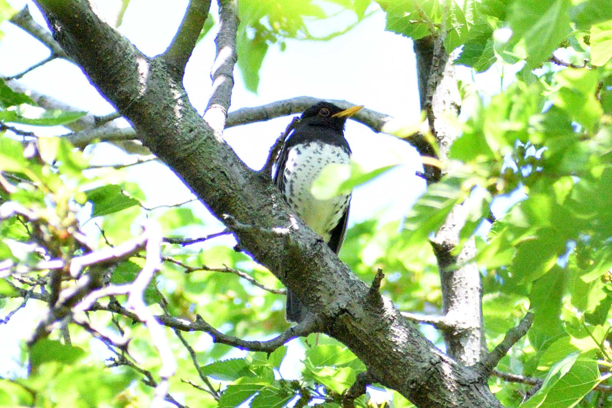 Japanese Thrush