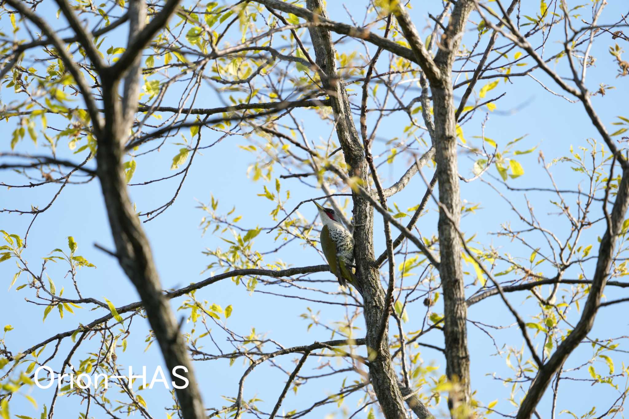 前の画像の元画角画像です　SONY α1 + SONY FE200-600mm　600ｍｍ　JPEG手持ち撮影 by Orion-HAS