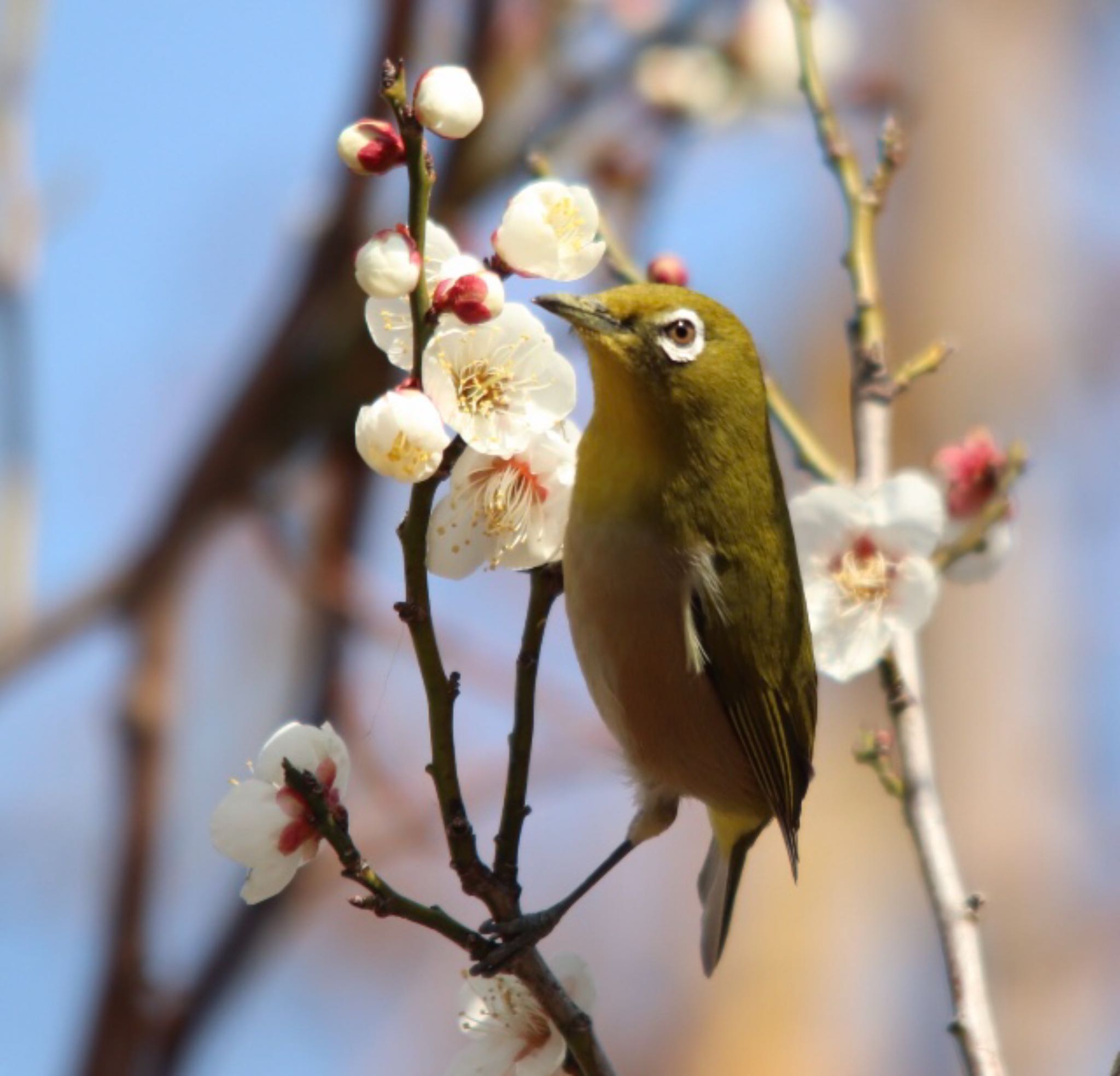 神奈川県 メジロの写真 by saichie91