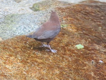 Brown Dipper 西丹沢 Tue, 5/4/2021