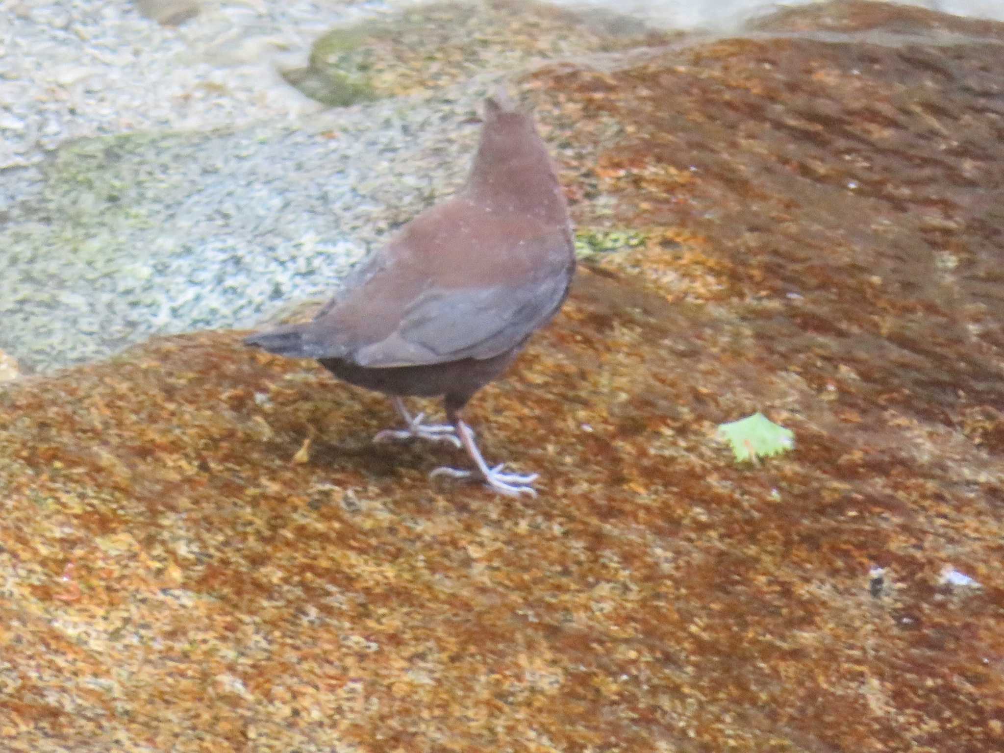 Photo of Brown Dipper at 西丹沢 by もー