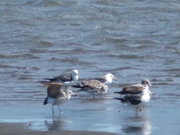 Black-tailed Gull 酒匂川 Sun, 5/2/2021