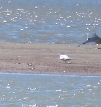 Little Tern 酒匂川 Sun, 5/2/2021