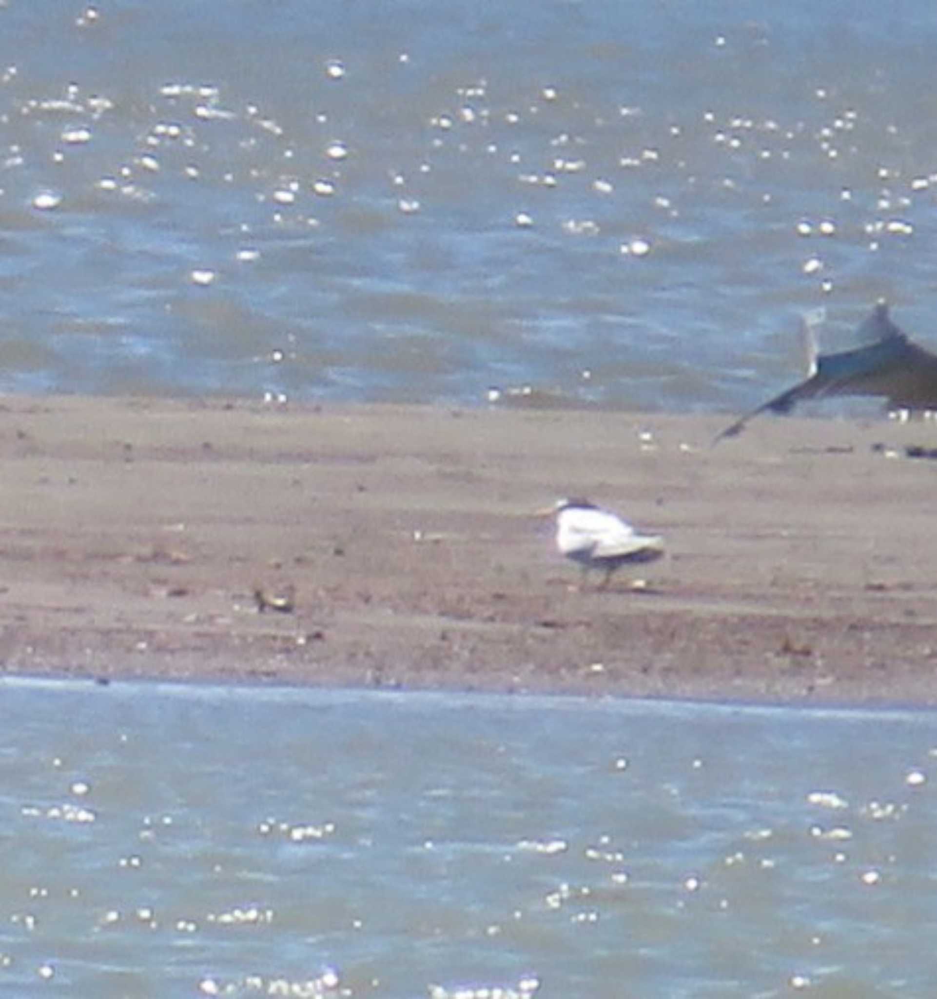 Photo of Little Tern at 酒匂川 by もー