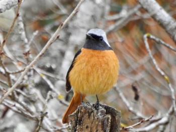 2021年3月7日(日) 秩父市の野鳥観察記録