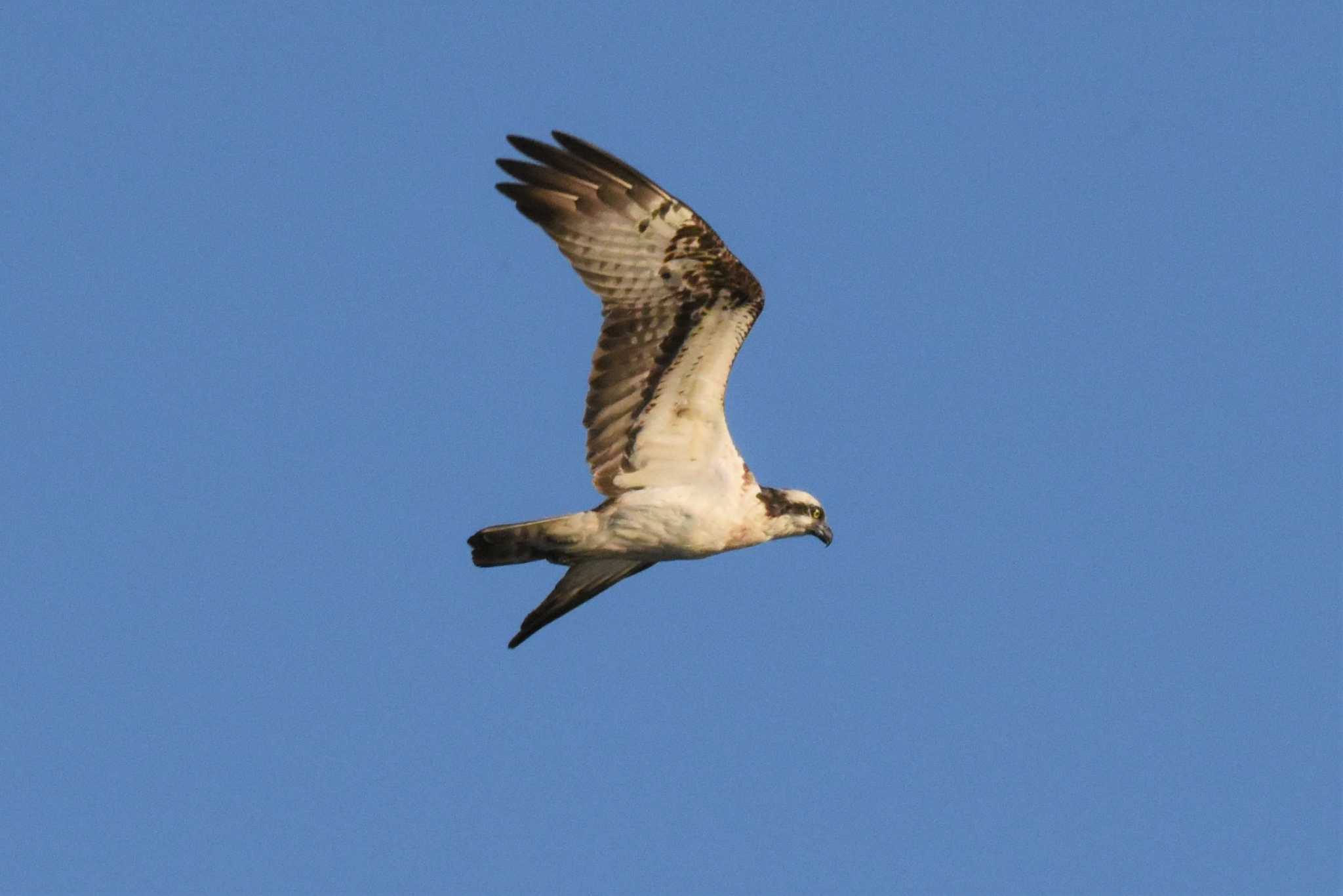 Photo of Osprey at 宍道湖 by もちもちもっち～@ニッポン城めぐり中