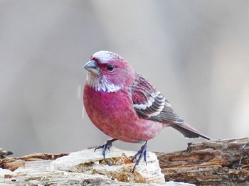 2021年3月14日(日) 秩父市の野鳥観察記録