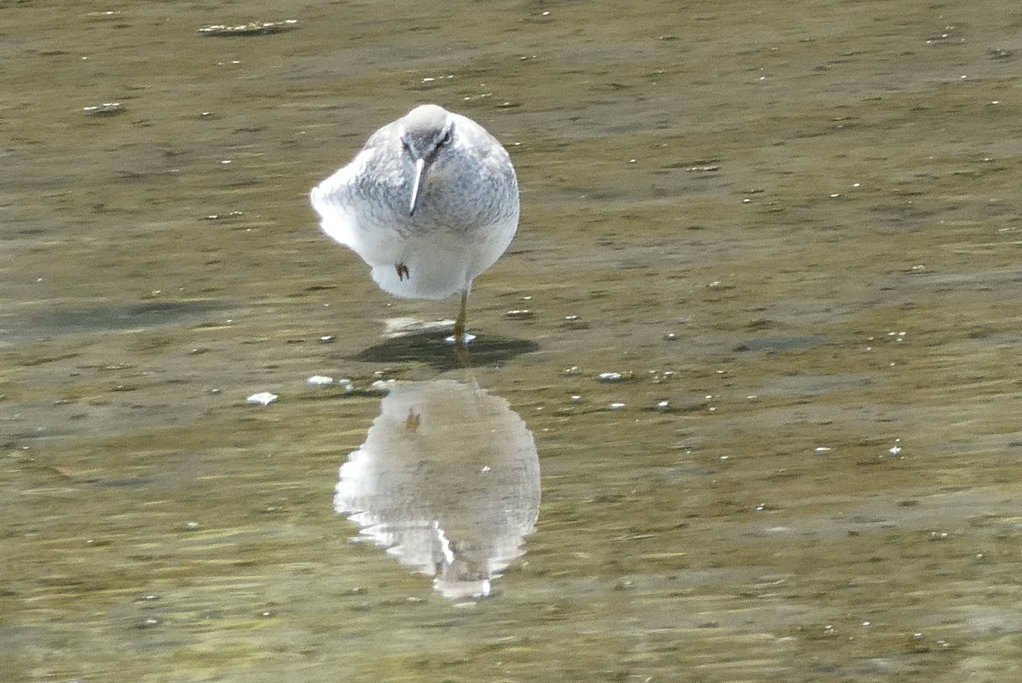 葛西臨海公園 キアシシギの写真 by TaK