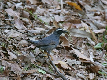 2021年5月4日(火) 金ヶ崎公園(明石市)の野鳥観察記録