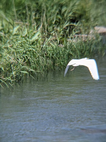 Great Egret(modesta)  いたち川　本郷台付近 Sun, 4/18/2021