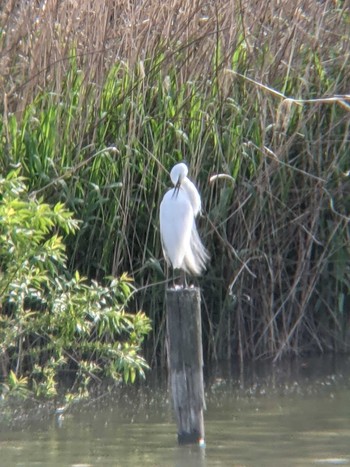 Great Egret(modesta)  境川遊水地公園 Tue, 5/4/2021