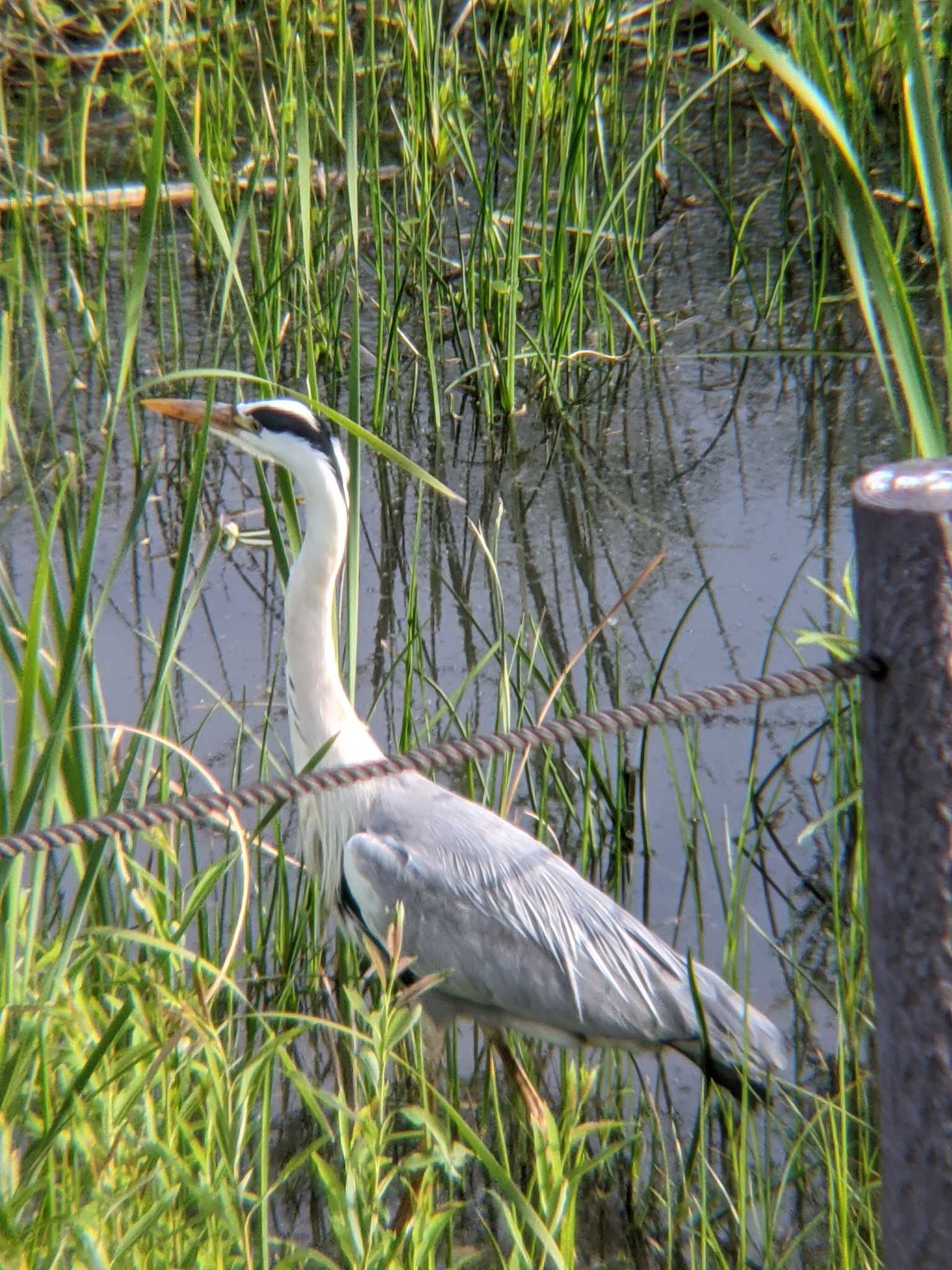 境川遊水地公園 アオサギの写真 by 塩昆布長