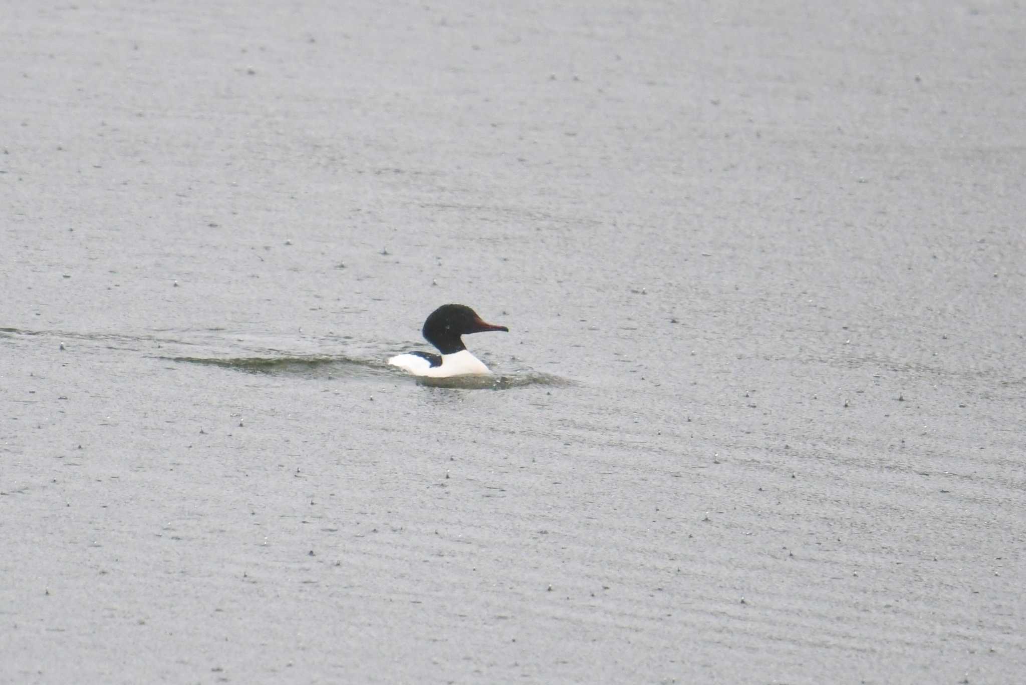 Photo of Common Merganser at 長野県 by あひる