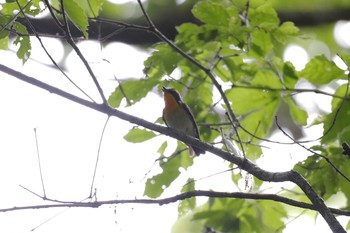 2021年5月5日(水) 相模原市の野鳥観察記録