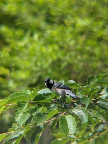 2021年5月5日(水) 横浜市児童遊園地の野鳥観察記録