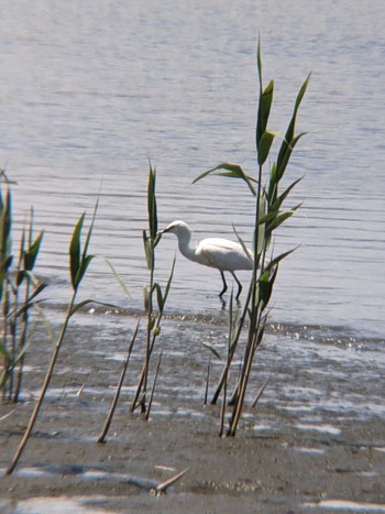 2021年5月3日(月) 多摩川の野鳥観察記録