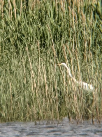 Great Egret(modesta)  多摩川 Mon, 5/3/2021