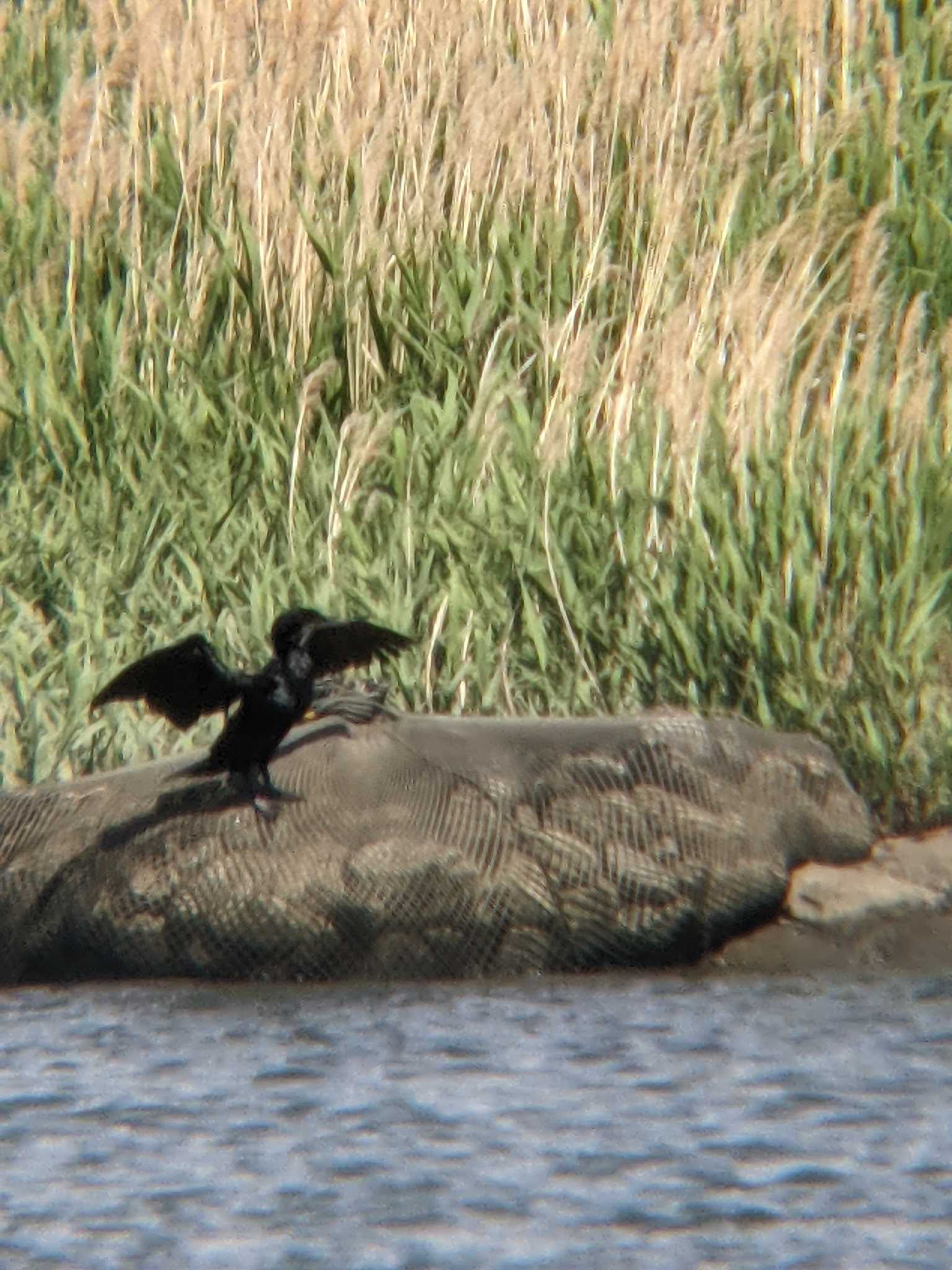 多摩川 カワウの写真 by 塩昆布長